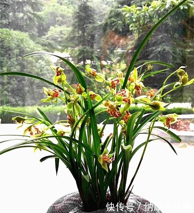 建兰|以前河边的野草,现在成为高档盆栽,花奇浓香,便宜又好养