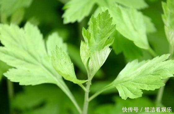 她天天吃幼嫩艾草葉，半個月后身體發(fā)生神奇變化，值得所有人借鑒