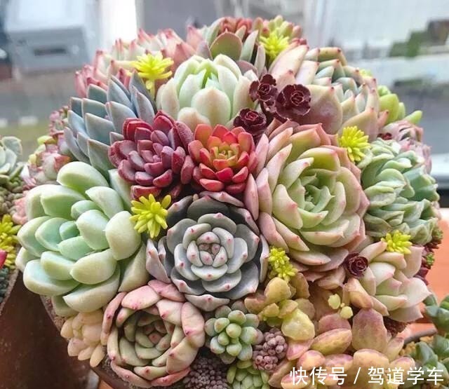 多肉用土要谨慎,用了“铺面石”养一盆死一盆,想过夏赶紧换土!