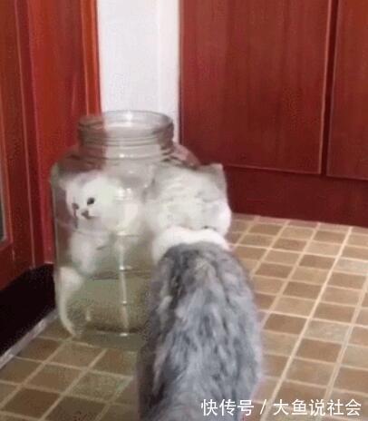 |小白猫跳罐子里抓鱼,灰猫在一边看笑话,网友:看热闹不嫌事大!