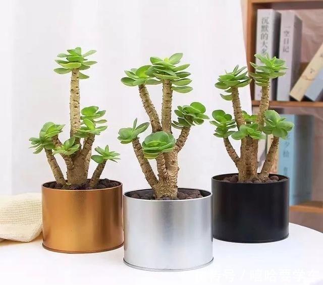 适合过年购买的8种招财植物,好看又吉祥!