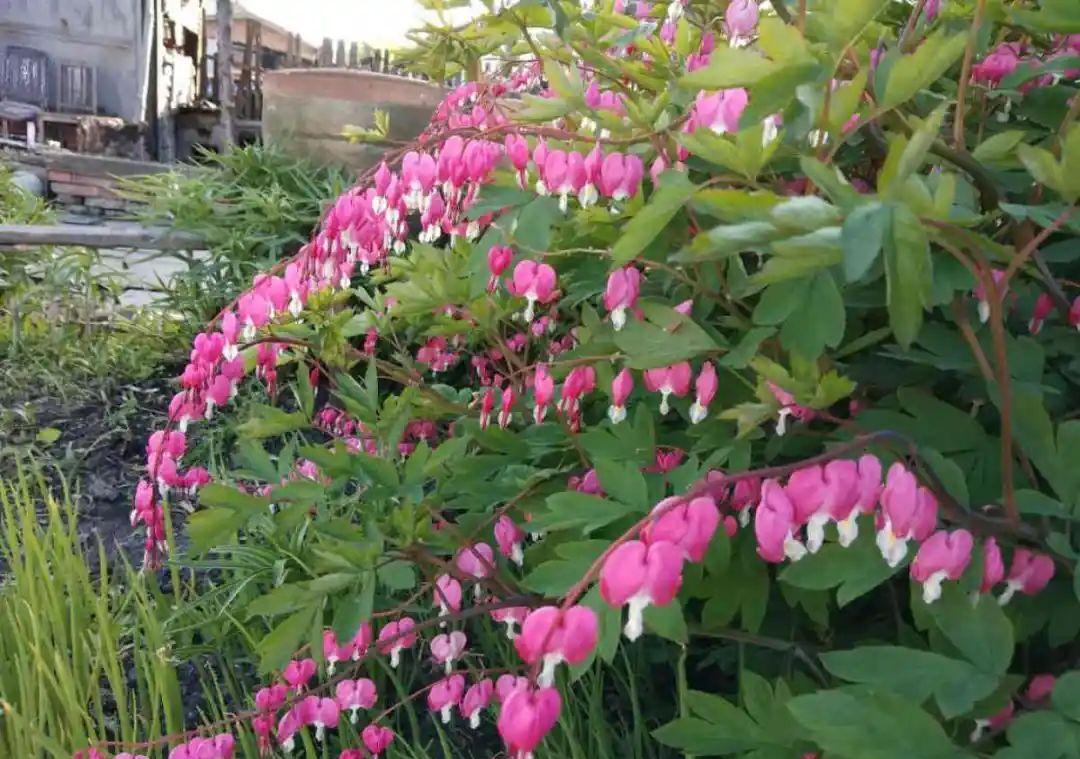 这盆吊兰养2年，年年开满小金鱼，大吉大利好喜气