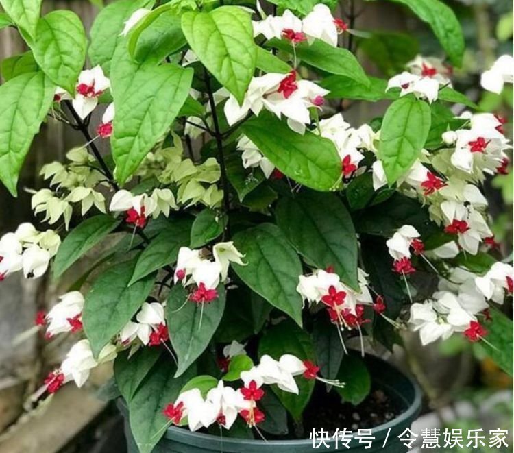 4种花被称为“大美女”，绚丽多彩，比牡丹好看，年年开花不断