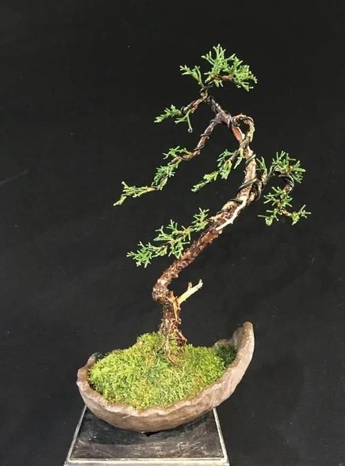 风动式的真柏盆景婀娜多姿，撩得我手定要上手一试！