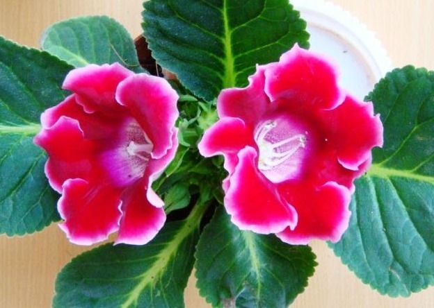 家养一种“阴暗花”,暗光也能“旺”,花开胜牡丹,美过玫瑰花