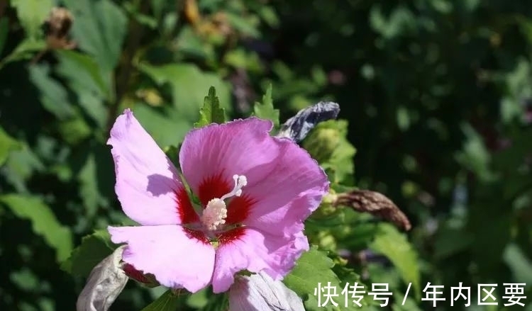 良缘|下周桃花运势上涨，朝思暮想的良缘来临，4生肖收获爱情，要脱单