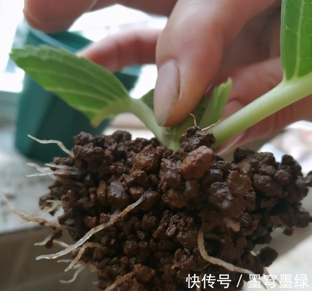 鸳鸯茉莉|9种花不用花钱买，掐根枝条插土里，2周即可生根，好养易成活