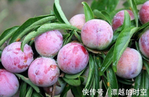 坏血酸|9月多吃此果，大肚子变平了！女人想要美容瘦腿，可以试一试