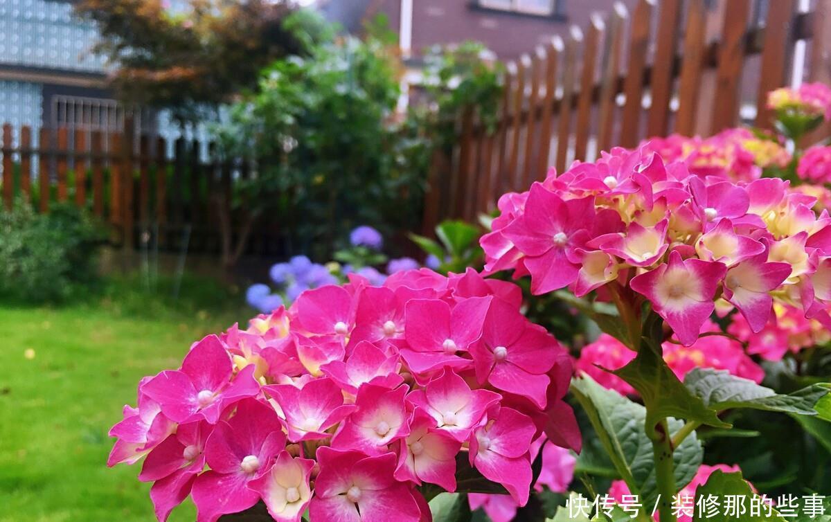 想要打造“高级”花园,春天种上“4种花”,颜值高,爱开花