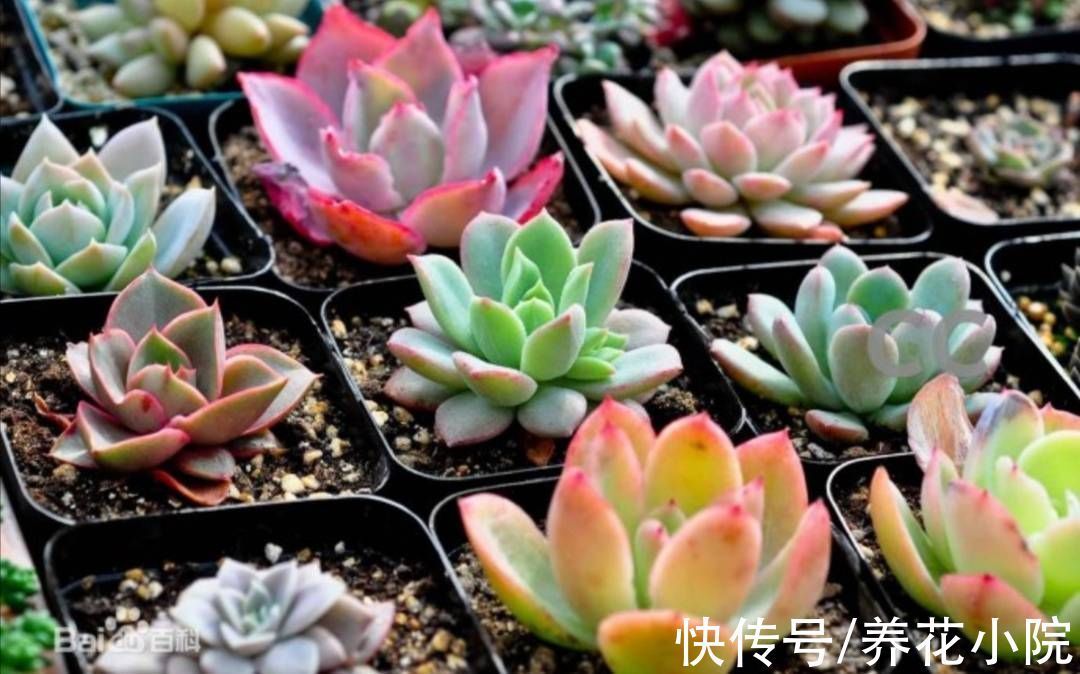 多肉植物|多肉“睡醒了”,给它做好4件事,长得旺盛状态好