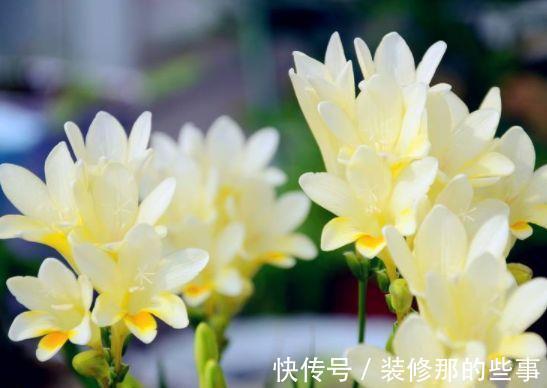 农历|农历6月27号起,最适合养这些花,开花勤爱爆盆