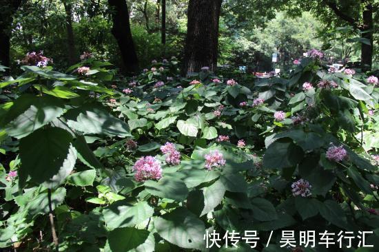 名字有点怪，看起来又很美，这种叫“臭牡丹”的花，你有见过吗？