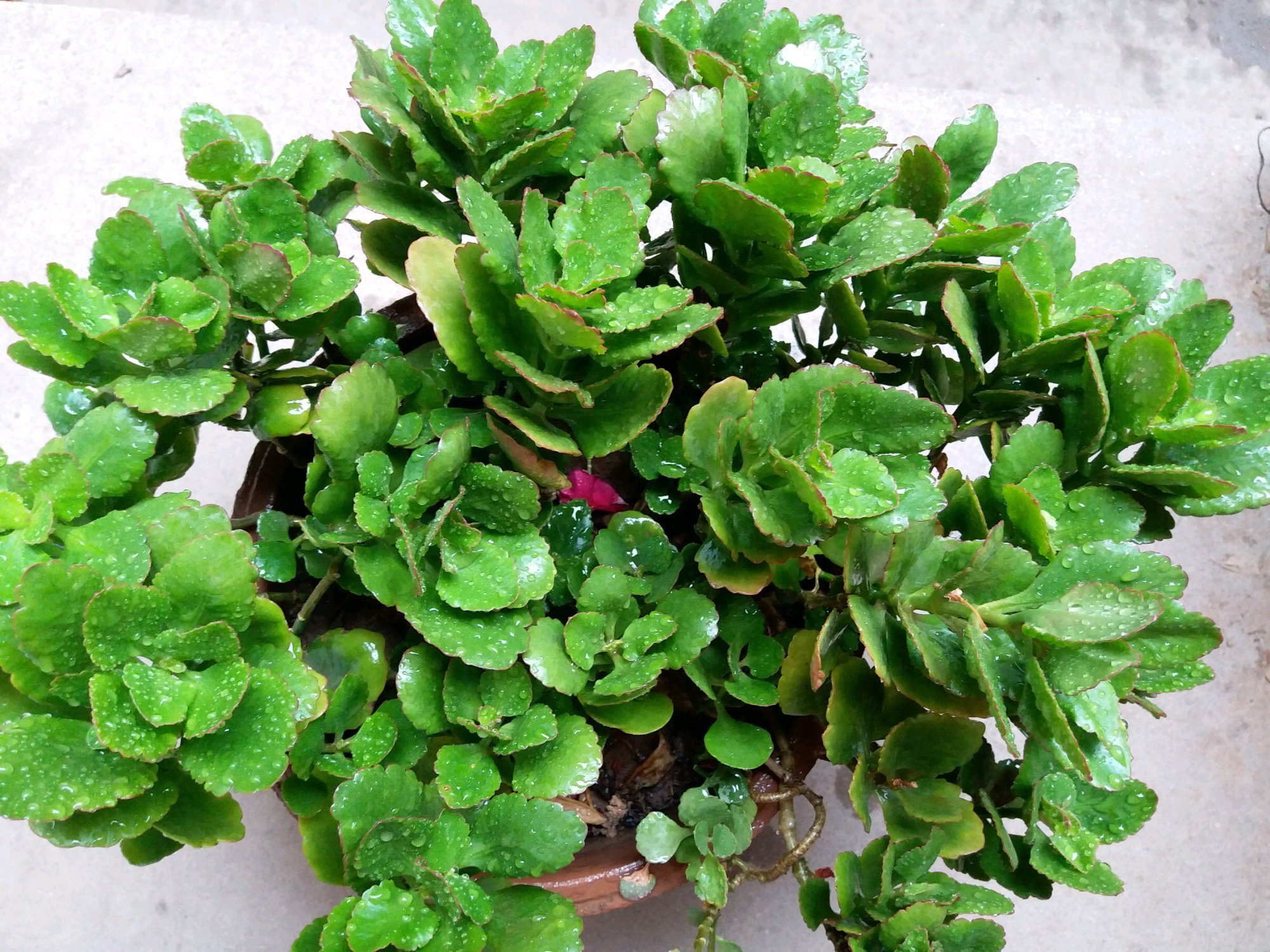 秋季养长寿花，做到这些，枝繁叶茂开花爆盆很简单