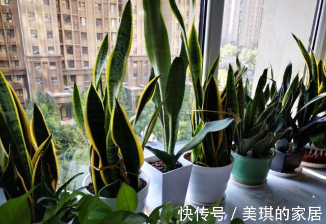 具状|虎皮兰进入8月经常“饿”,从三个方面喂饱它,才爱出小芽