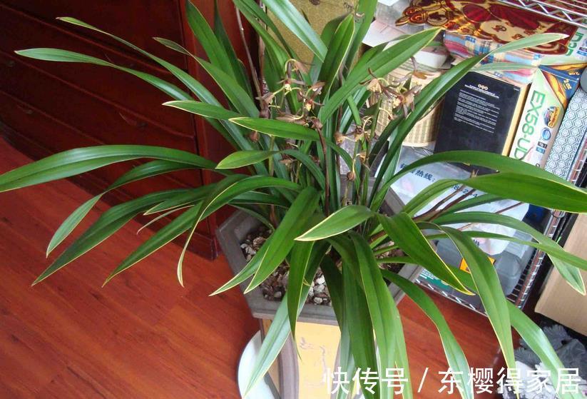 养护|夏季兰花多发软腐病?不用困扰!用它就能马上搞定