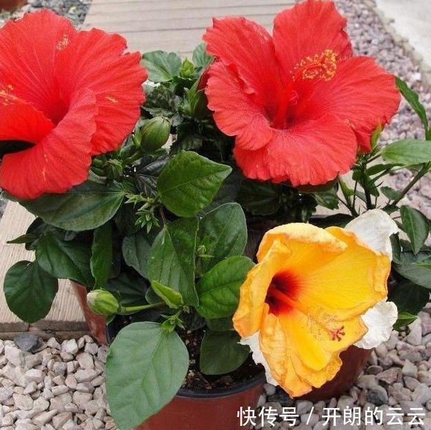 这些花,命太大,成桶成桶喝水,烈日下开花,开爆整个夏天