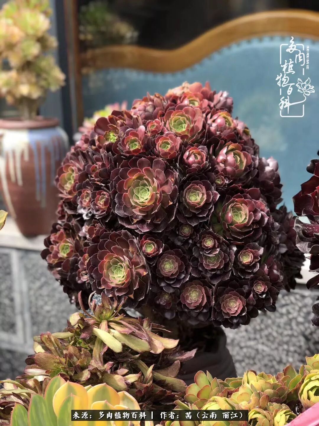 一年四季不同景，一院多肉陪我后半生！