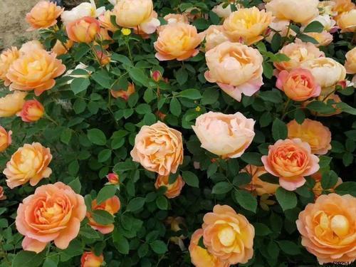 用的“养花口诀”,学会了你也能养好花,收藏了!