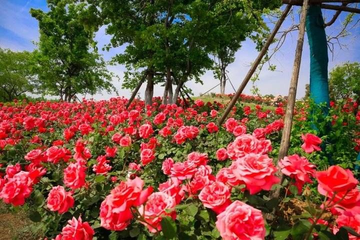 武俊|以花之名，遇见爱！泰山花海的“爱情花”进入盛放期啦