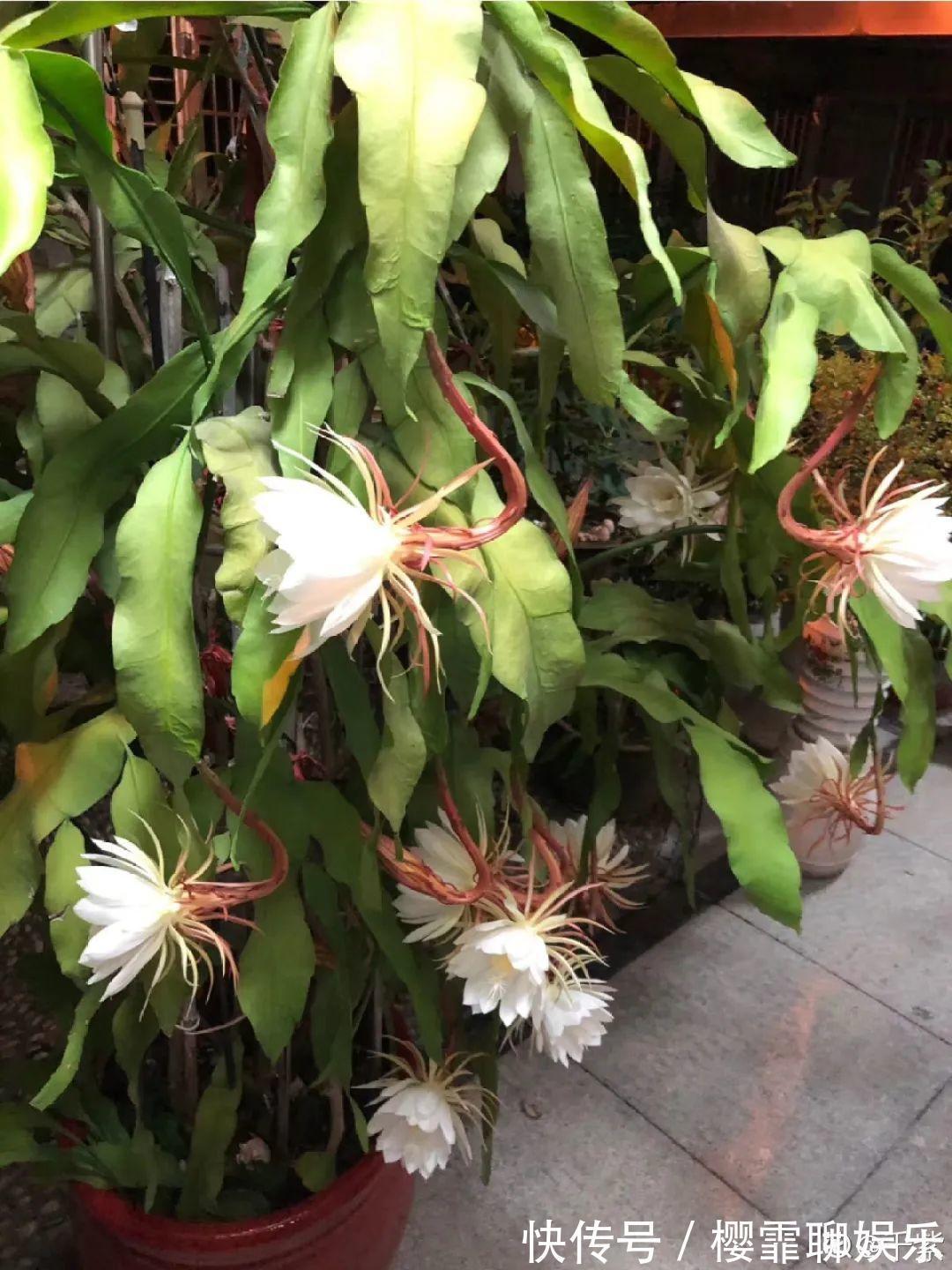 大爷家荷花种在花盆里，1次开花20朵，比巴掌还大！