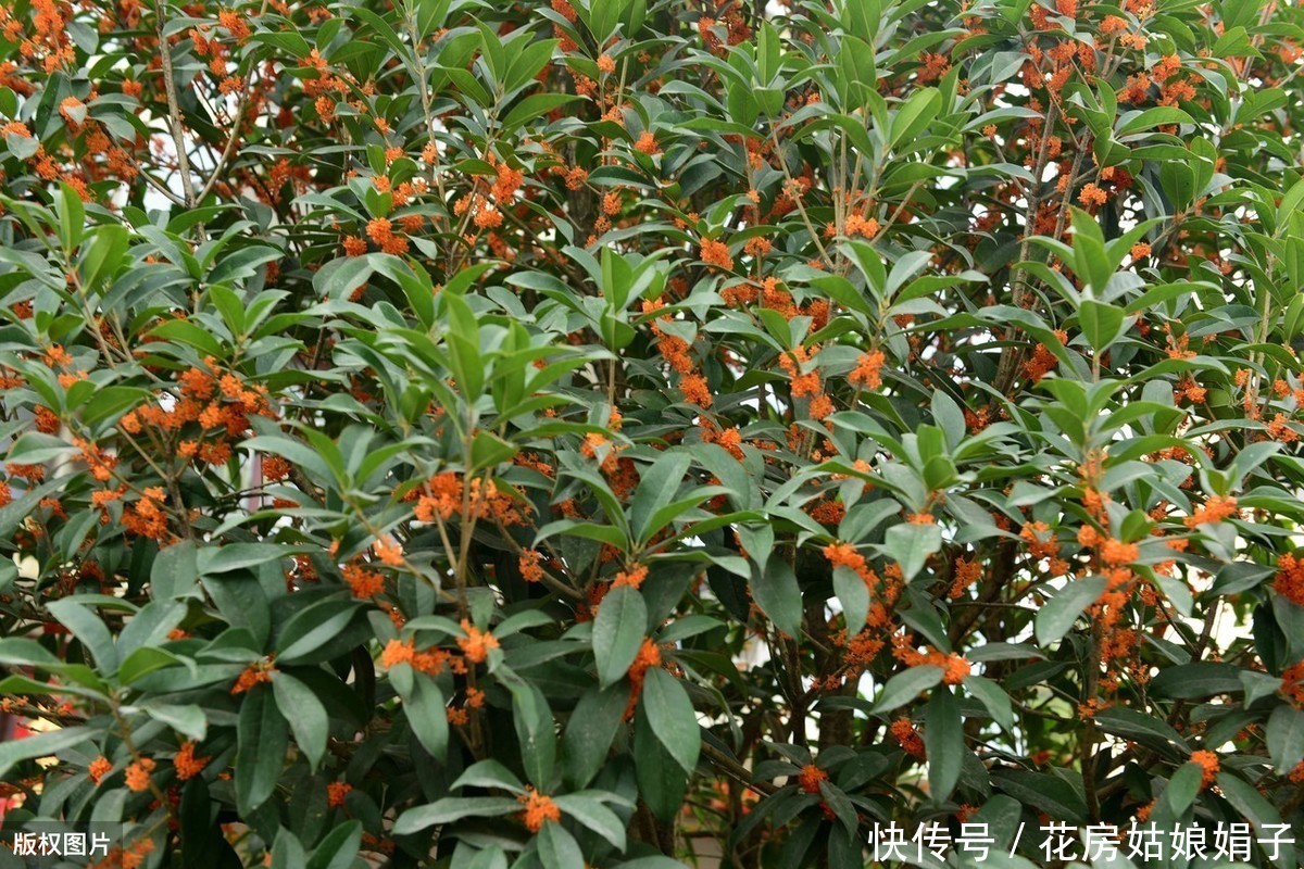 泥炭土|一根枝条,一个花盆,在家自己种桂花,不花钱也能嗅花香