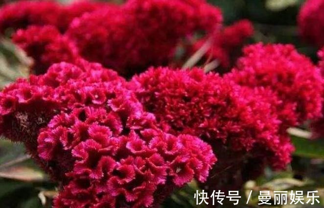 鸡冠花想“爆花”淘米水加点“渣”,花朵似蒲扇,开成一片花海