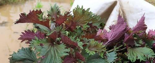 这种叶子夏天到处是,泡茶喝散寒解毒、降压降脂阳台就能种