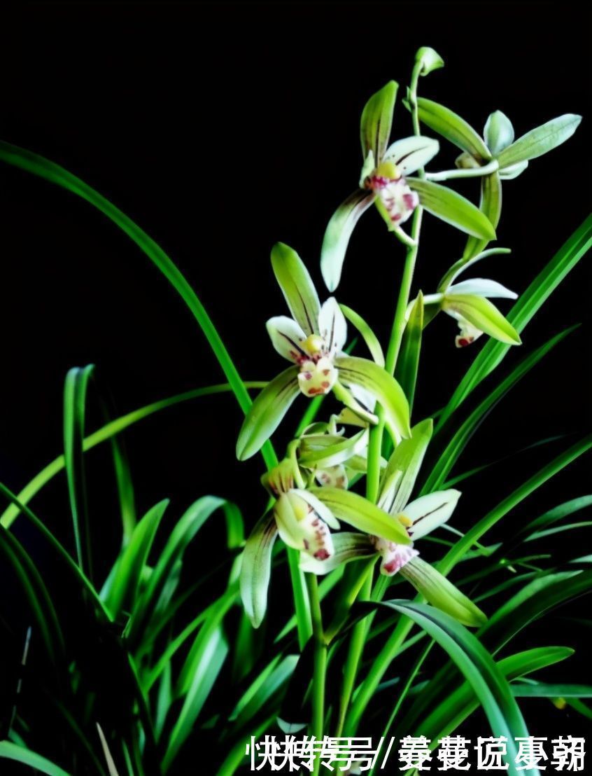 兰花|建兰一年能开花多次,关键是要做好4点,不然最后只能赏叶子