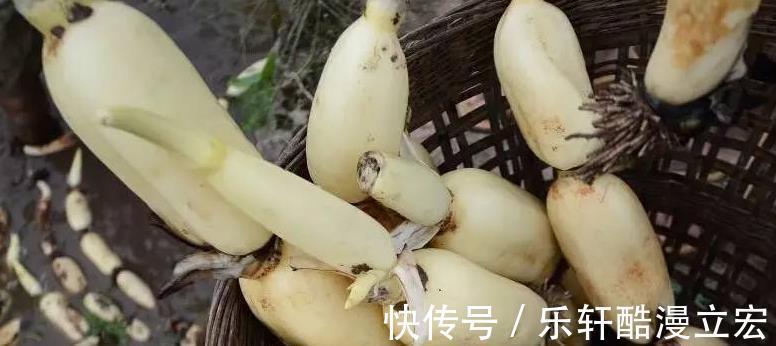 脆嫩|买莲藕,学会区分“粉藕”和“脆藕”,差别很大,弄明白了不买错