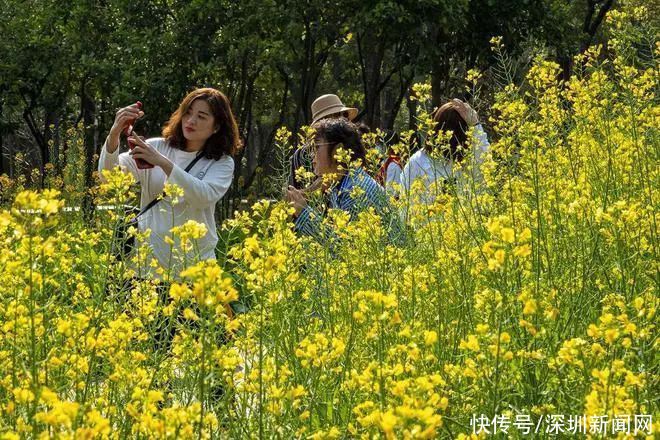 教堂|错过等一年！梧桐山最美花海盛开，漫山遍野一片粉