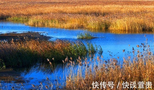 鸟类|北京秋游好去处！风景秀丽芦苇飘荡，门票免费适合自驾