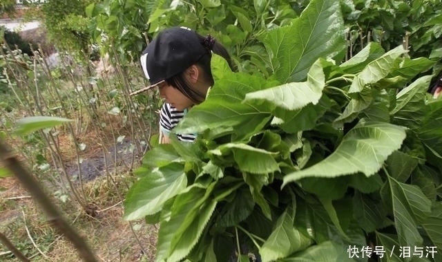 采摘|农村老人常说“霜打的桑叶是个宝”，桑叶的这些作用你知道吗