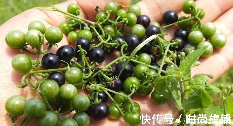 野生植物|1种长在路边的“杂草”,叶可吃、果可吃全身是宝,价值珍贵