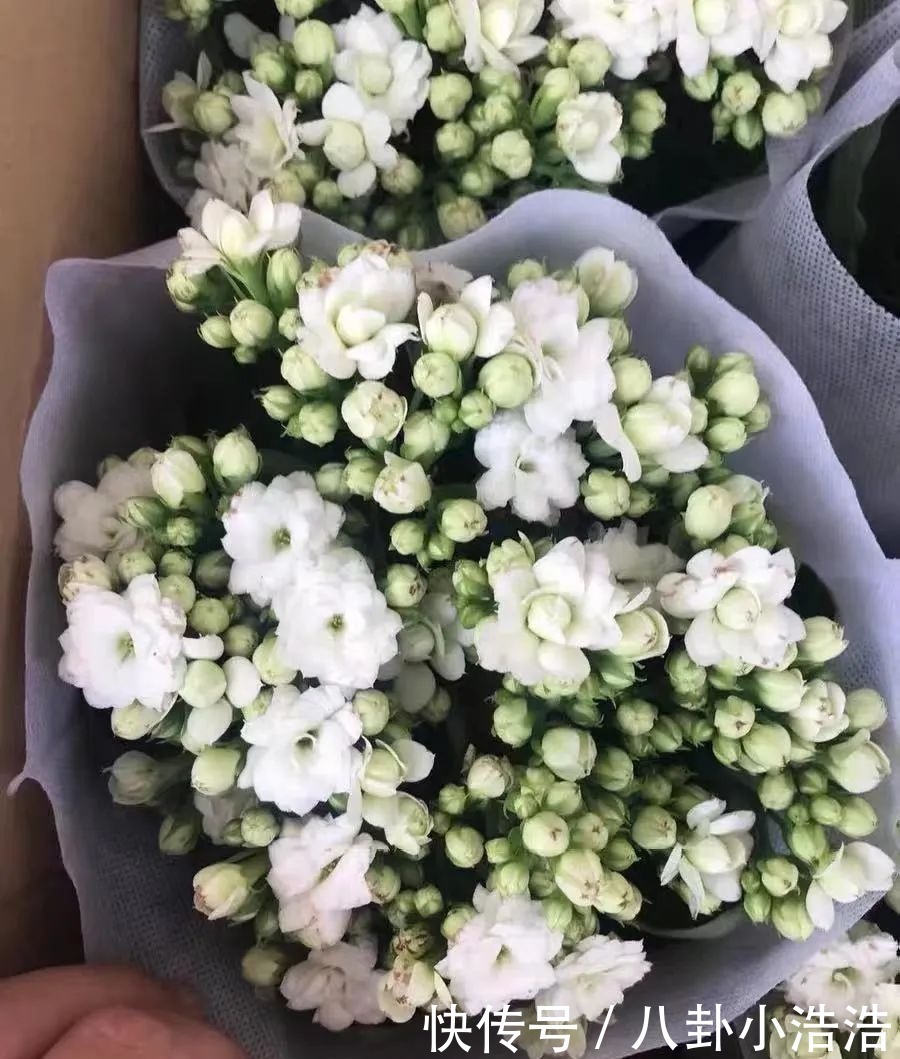 花期|45种长寿花，个个都是高颜值，家里养几盆，美得移不开眼