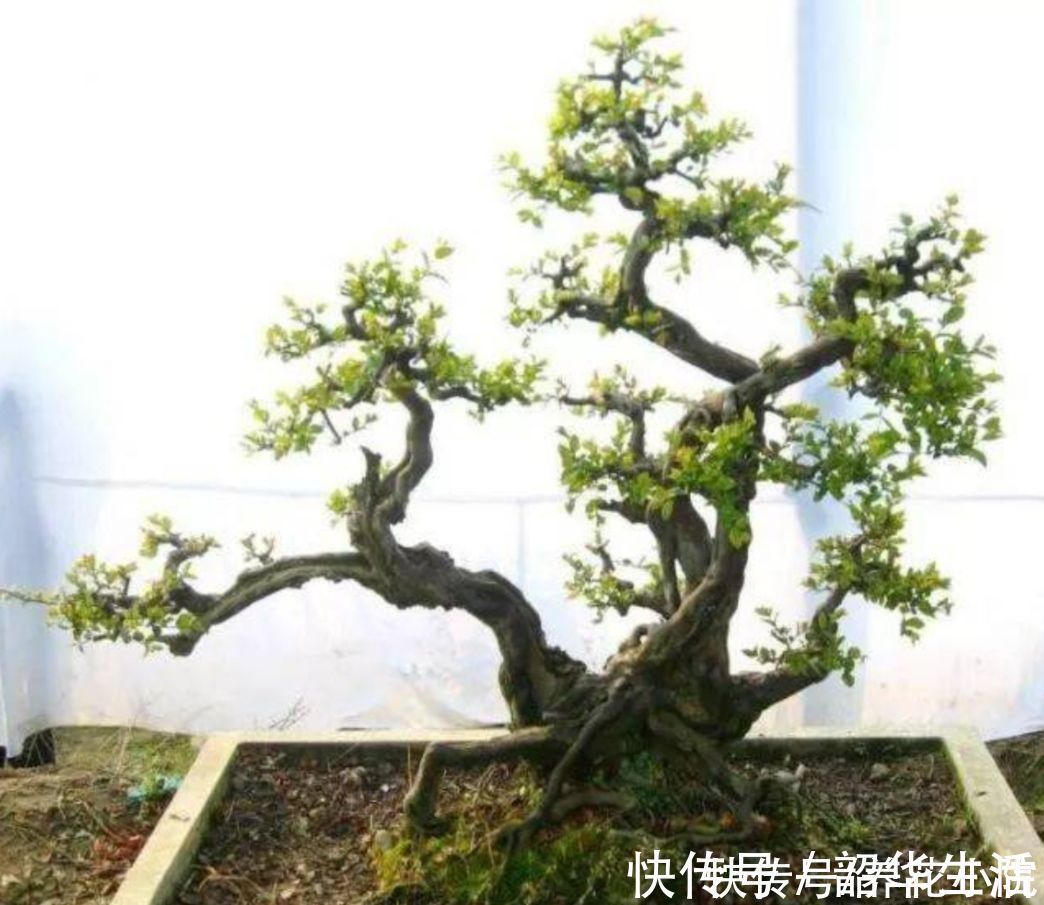 观赏性|农村随处可见的2种植物,拿来做盆景,苍劲古朴,观赏性强