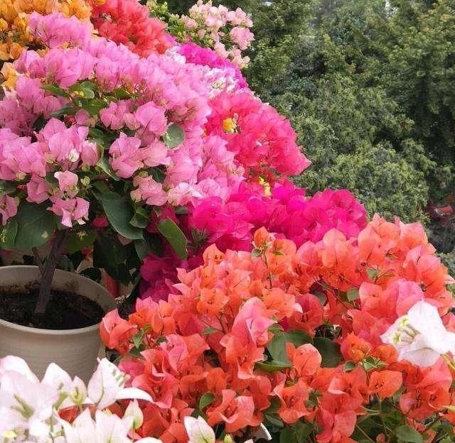 玛格丽特|开花易爆盆的6种花,再忙也要养一盆,美翻你的阳台