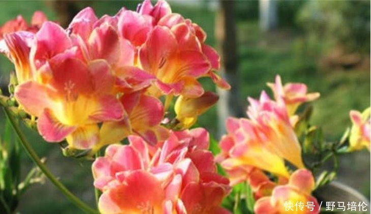 最受欢迎的4种花,被称为“开花机器”,花朵迷人,阵阵花香