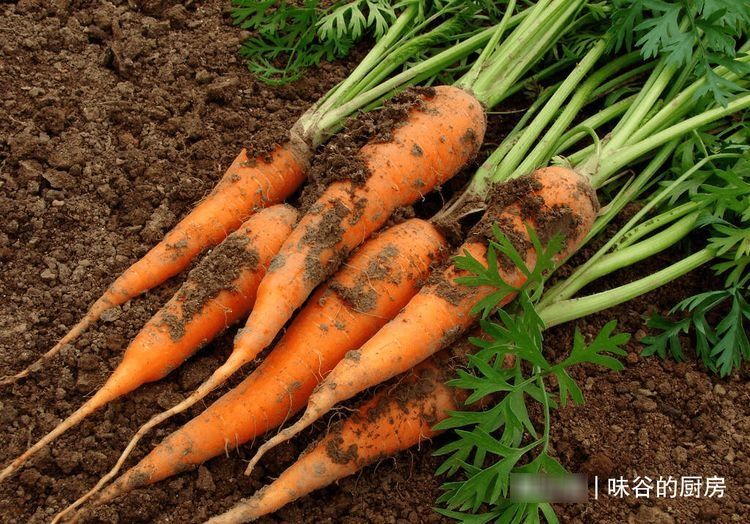 买胡萝卜,选干净的还是带泥的?老菜农:区别挺大,挑错了不好吃