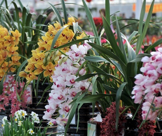 做好|“兰花”怎么养做好5点,叶子油绿,开花多,又香又好看!