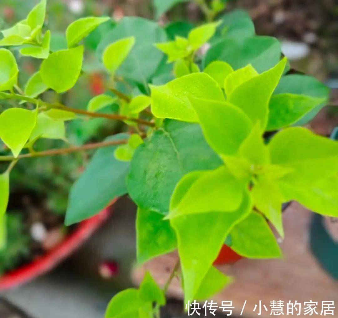 这花再不开,断水7天,杆子长满小花苞