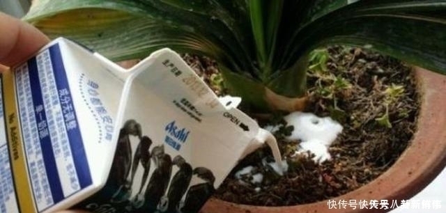 浇水|淘米水、啤酒水都别用,老花农只用它泡水,什么花都能浇,疯长