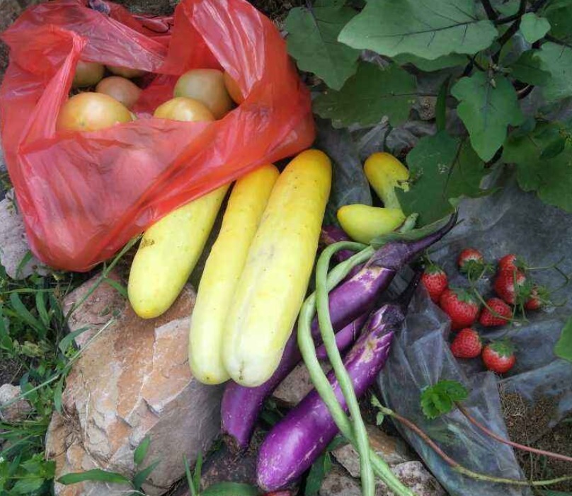 鸡毛菜|常见水果上市的季节，多吃应季蔬果，对身体有好处