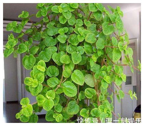 8种绿植,家里养一盆,废气吸光光,净化空气一级棒