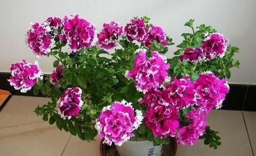 几种花,开花漂亮又好养,开花爆盆很漂亮,颜值超高的