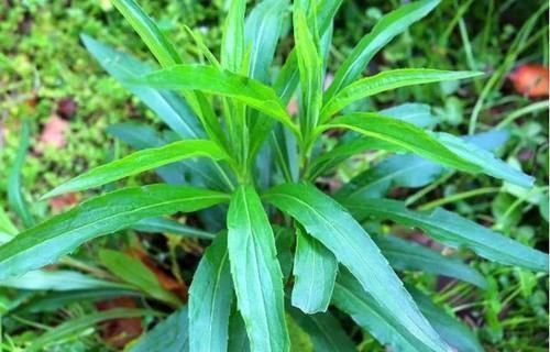 农村|农村稻田里的这个野菜,吃起来脆嫩爽口,你见过不一定吃过!