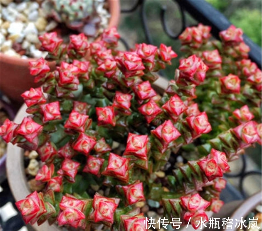 钱串变红真霸气,牢记5要点,快速上色,还能侧芽蹭蹭长