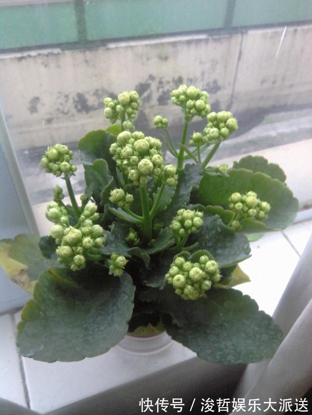 长寿花和蟹爪兰可以做邻居吗原来这么“养”,枝叶茂密花开不断