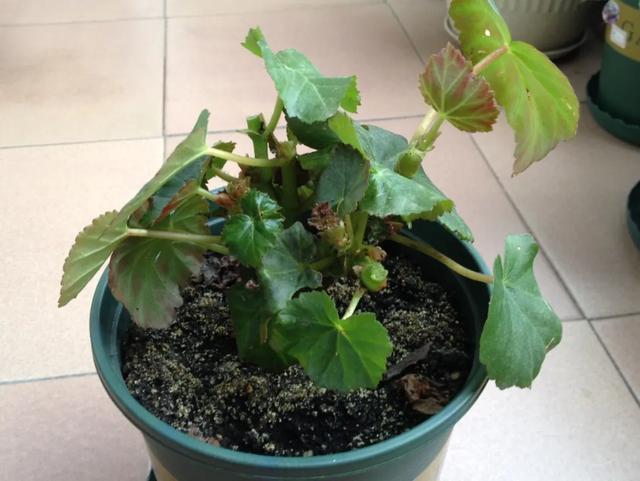 养花技巧这花不是一次性，开完别扔，还能再养7、8年