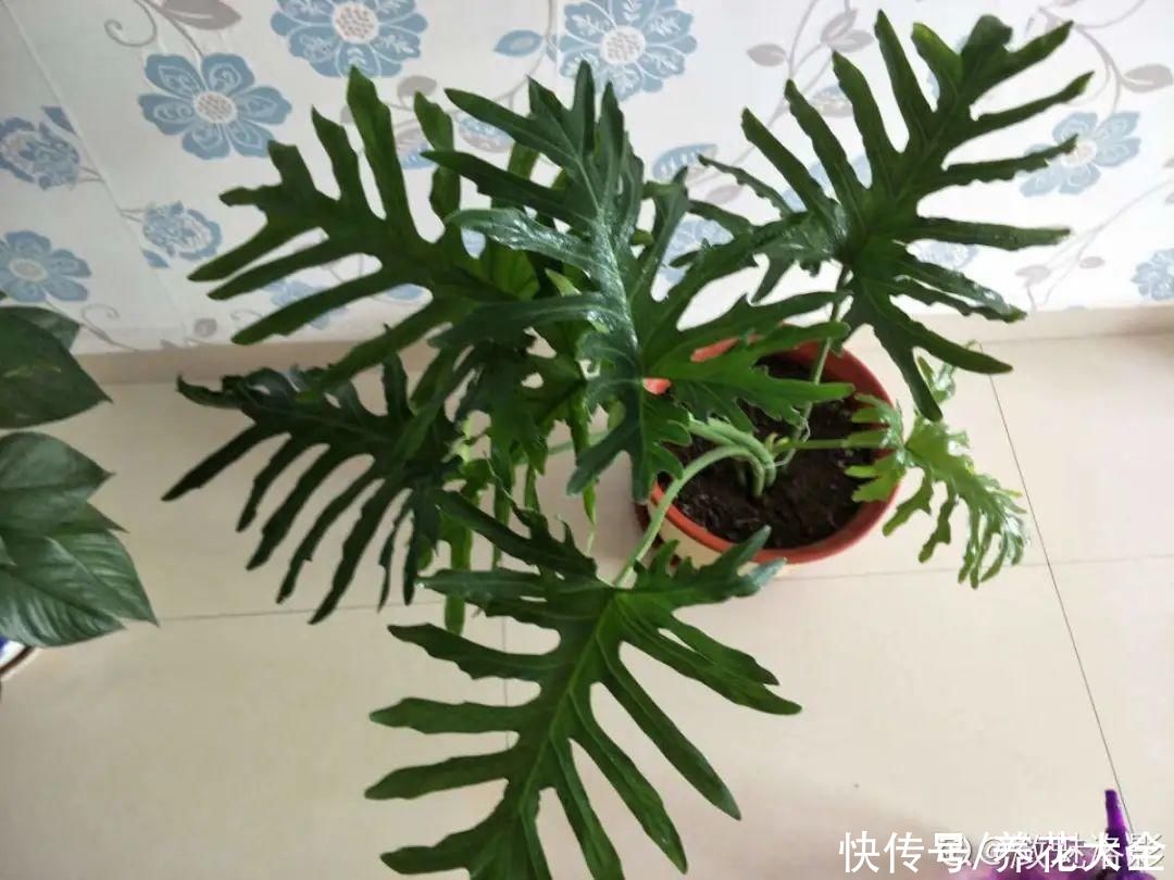 琴叶榕|大叶子耐阴花，室内一定养，叶子比脸大，真凉快