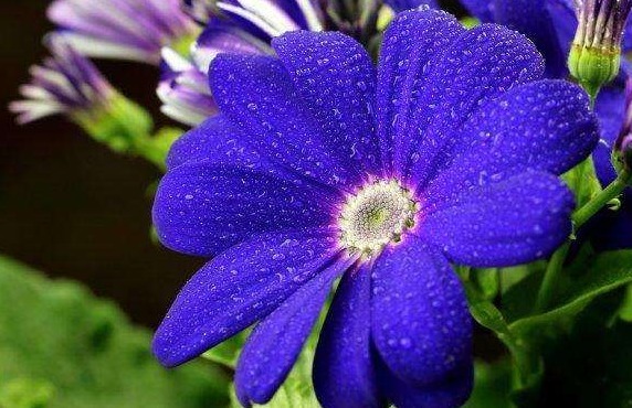 大家见过宝蓝色的菊花吗被誉为是“妖精之花”,观赏性价值极高